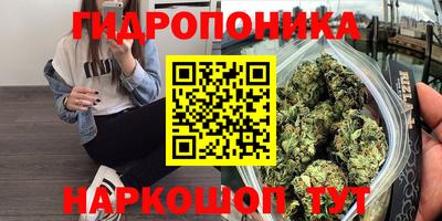 гидра Будённовск